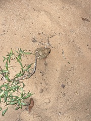 Platyplectrum ornatum