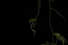 Peperomia macrostachyos