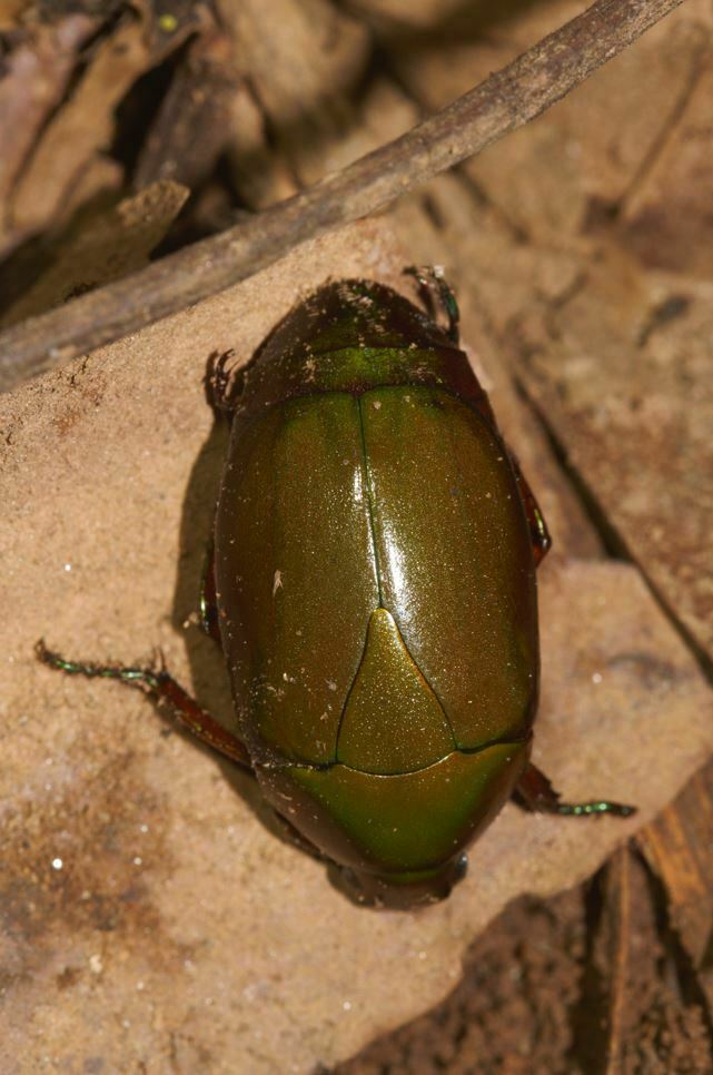 Pseudomacraspis affinis