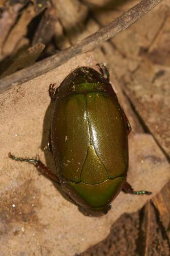 Pseudomacraspis affinis