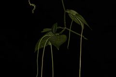 Peperomia macrostachyos