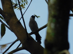 Pycnonotus aurigaster