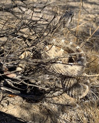 Crotalus cerastes