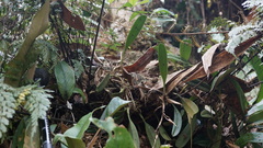 Bulbophyllum affine