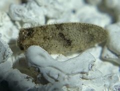 Sympherobius barberi