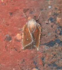 Arachnographa micrastrella