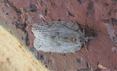Isotenes miserana