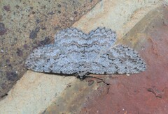 Psilosticha absorpta