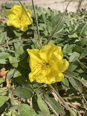 Oenothera drummondii