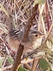 Cistothorus stellaris