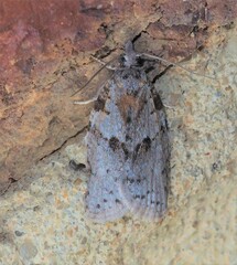 Isotenes miserana