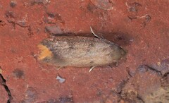 Tachystola acroxantha