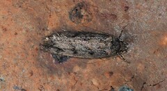 Gelechioidea