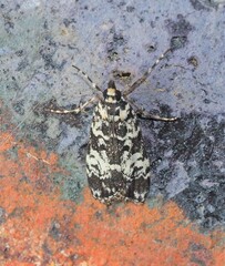 Scoparia exhibitalis