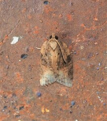 Epiphyas postvittana