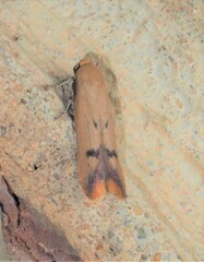 Tachystola hemisema