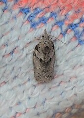 Isotenes miserana