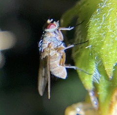 Tachininae