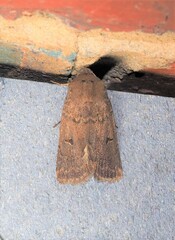 Proteuxoa hypochalchis