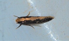 Monopis crocicapitella