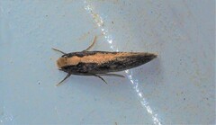 Monopis crocicapitella