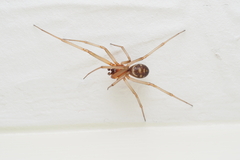 Steatoda grossa