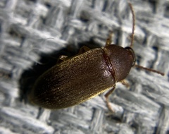 Alleculinae
