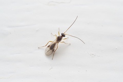 Ichneumonoidea