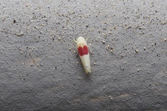 Eratoneura osborni
