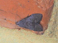 Nola pleurosema