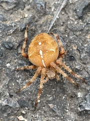 Araneus diadematus