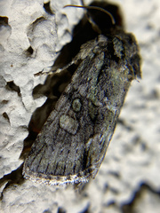 Lacinipolia olivacea
