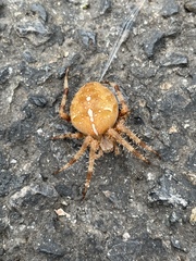 Araneus diadematus