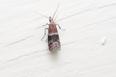 Moodna ostrinella