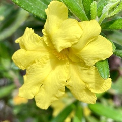 Hibbertia furfuracea