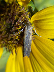 Honora montinatatella