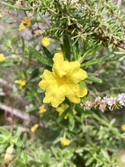 Hibbertia furfuracea