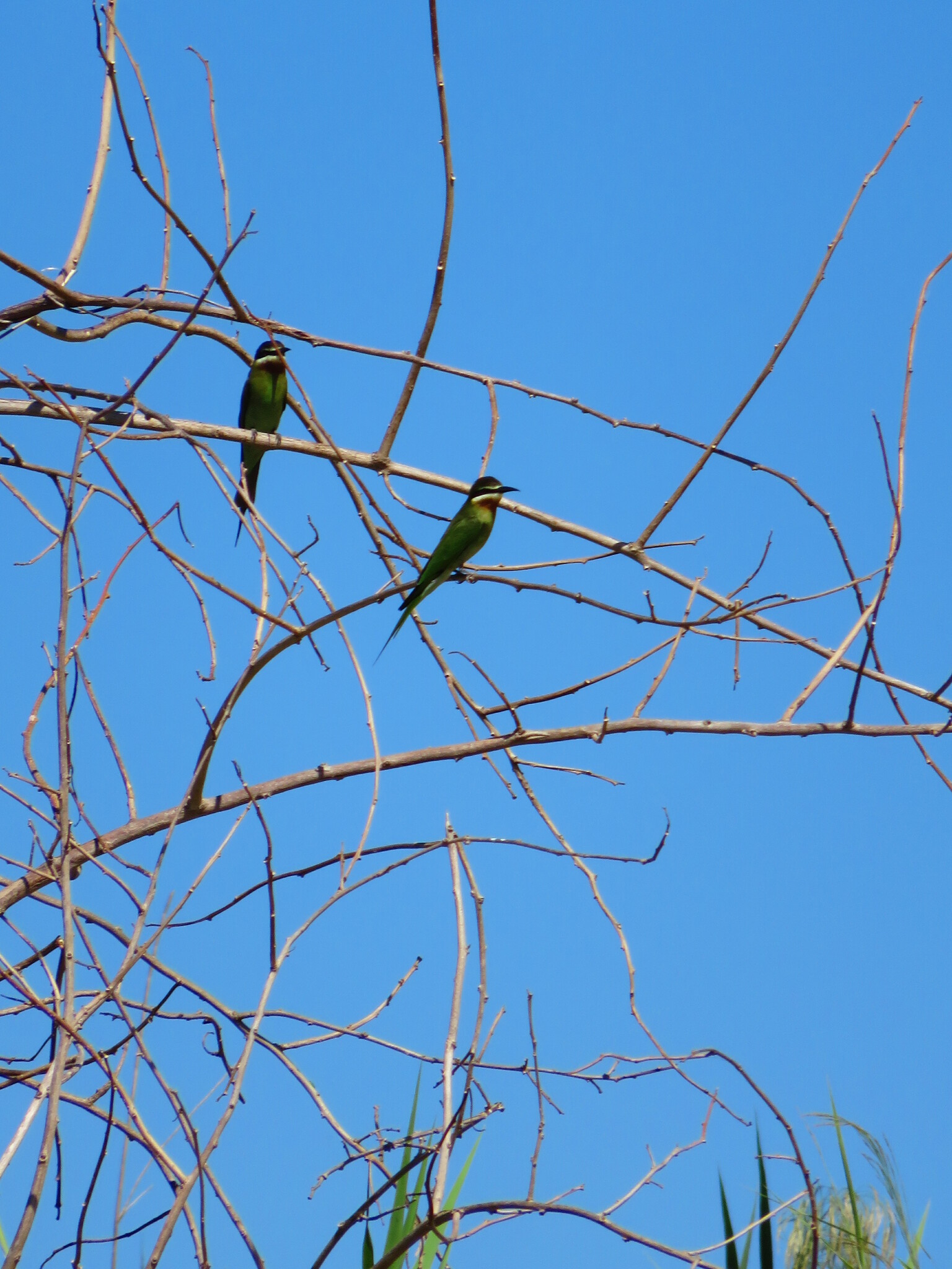 Olive Bee-eater
