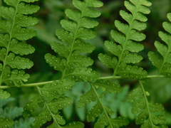Microlepia