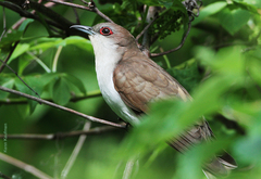 Coccyzus erythropthalmus