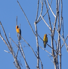 Icterus auratus