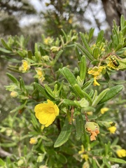 Hibbertia furfuracea