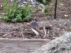 Petrochelidon nigricans