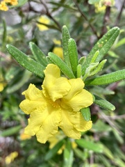 Hibbertia furfuracea