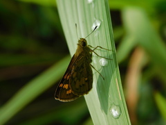 Potanthus trachala