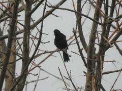Icterus pyrrhopterus