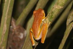 Boana multifasciata