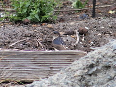 Petrochelidon nigricans