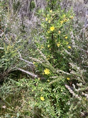 Hibbertia furfuracea