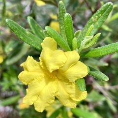 Hibbertia furfuracea